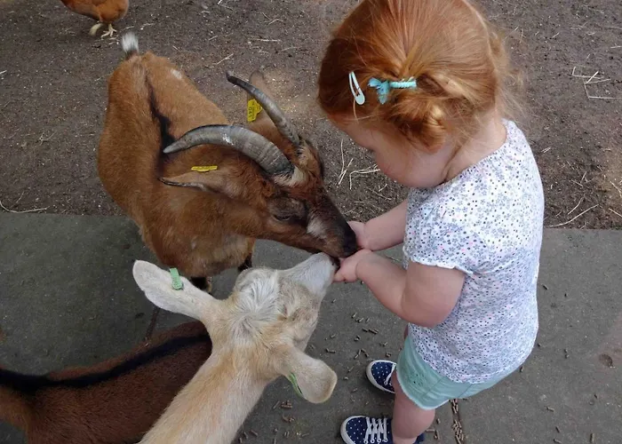 Chalet Campsite Wilbertoord