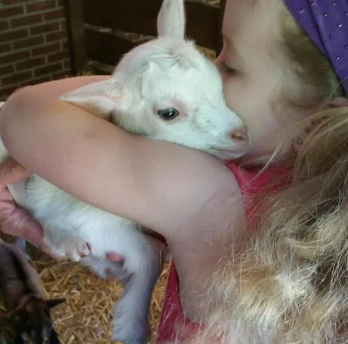 Campsite Chalet Wilbertoord